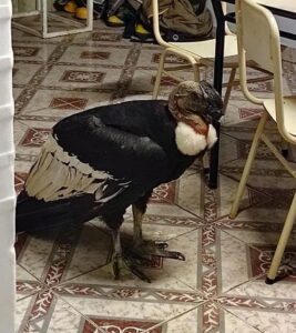 Bonito-pajarito-49475-chico